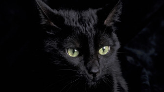 Cute Black Cat Wallpaper