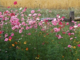 Nature Colorful Wildflowers Picture Nr