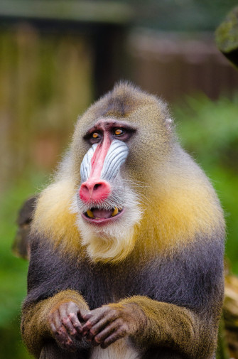 Yellow And Black Baboon Wallpaper