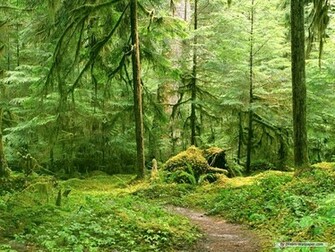 Wallpaper Forest Landscape Index