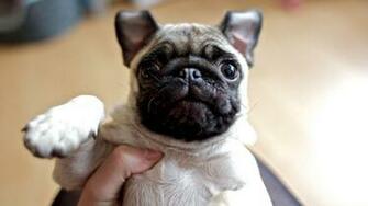 Pug Puppy Wallpaper