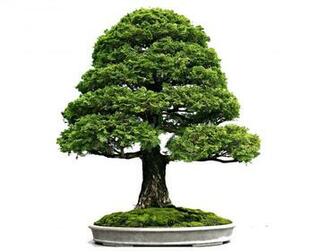 Bonsai Wallpaper Desktop
