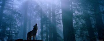 Animal Wallpaper Widescreen Dual