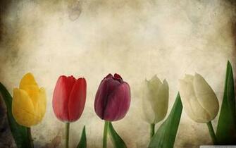 Tulips Wallpaper Beautiful Flower Jpg