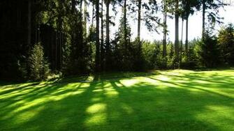 HD Wallpaper Of Greenery Mobile