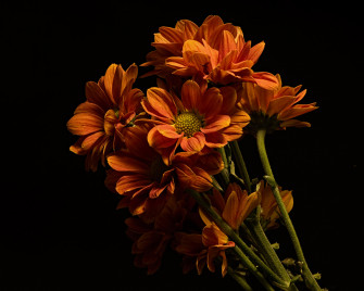 Image Orange Flower Chrysanthemums Closeup Black Background