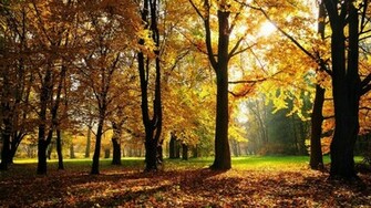 Herfst Goodbye Breedbeeld Wallpaper