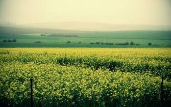 Open Field Wallpaper Click To Green