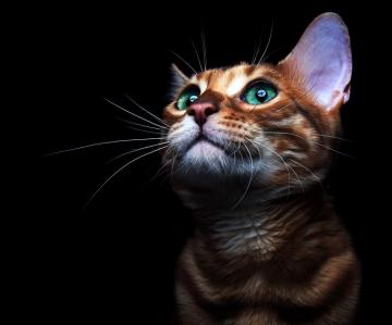 4k Kitten Wallpaper Background Image