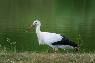 White Stork Background High Quality Background