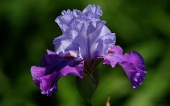 Beautiful Iris Flower Wallpaper Desktop