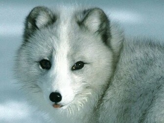 White Wolf Wallpaper For Desktop Background