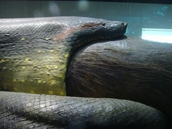 Anaconda Snake Wallpaper Hunting Hungry