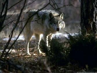 Cool Wolf