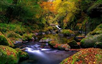 Stream In The Forest Wallpaper And Image Pictures