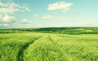 Summer Field HD Wallpaper Theme Bin Customization