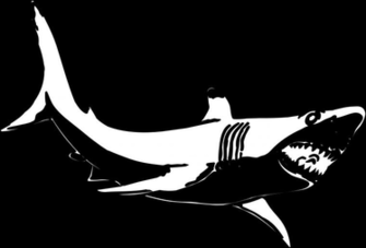 Shark Coloring Image HD Wallpaper In Animals Imageci