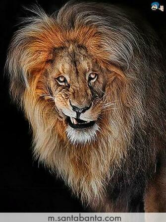 Related Pictures Bc Lions Wallpaper Request Forum Canucks Community