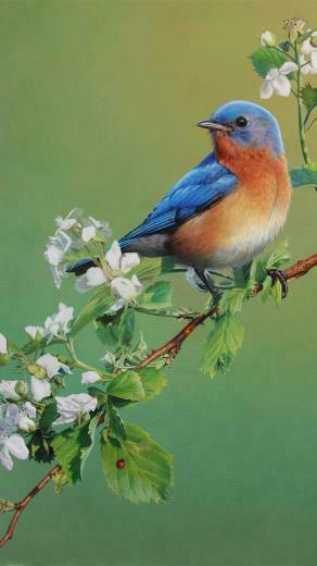 Blue Bird Wallpaper Image