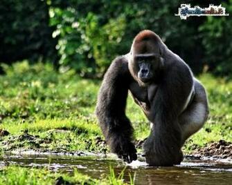 Sfondo Gorilla Gratis A Per Il Desktop Del Pc Android E