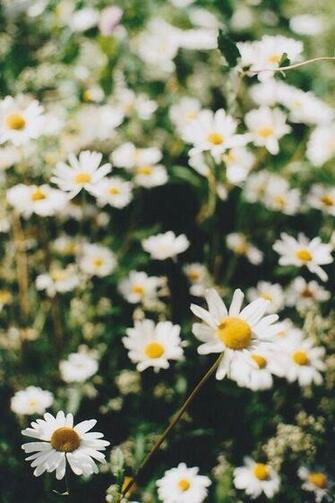 Daisy Wallpaper Daisies