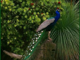 Peacock HD Wallpaper Pictures Image Background Photos
