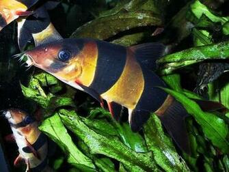 Freshwater Fish Wallpaper HD In Animals Imageci