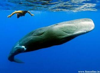 Whale Wallpaper Killer And Blue Whales HD