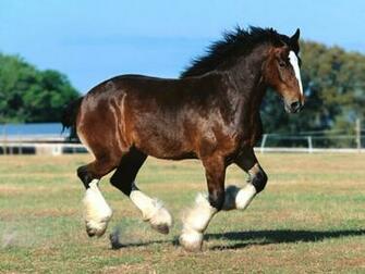 Horse Computer Wallpaper Screensavers Horses