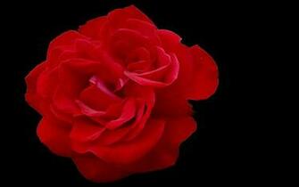 Wallpaper Roses Buds Flowers Red