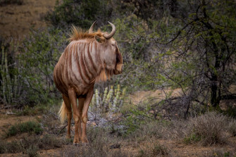 Wildebeest Wallpaper