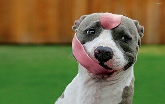 Pitbull Desktop And Mobile Wallpaper Wallippo