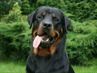 Computer Wallpaper For Rttweiler Ellie In Chain Rottweiler Dog