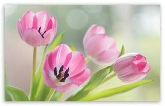 Happy Easter 4k HD Desktop Wallpaper For Ultra