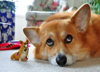 Christmas Corgis By Hysazu