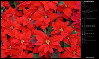 Mlewallpaper Red Poinsettias Calendar