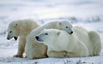 Polar Bear Wallpaper HD