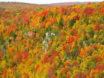 Blackwater Canyon Fall Colors Foliage Nature Pictures By
