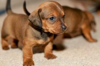 Best Cute Small Breed Dogs