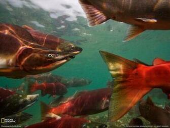 Salmon Fish River F Wallpaper