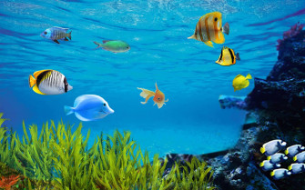 Aquarium Fish Tank Wallpaper
