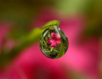 Flowers Dew Wallpaper