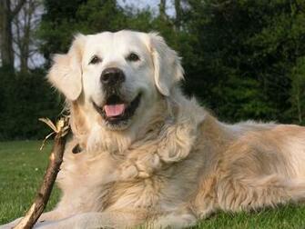 Golden Retriever Image Background Wallpaper