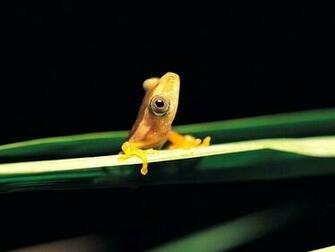 Animal Cute Little Yellow Frog Animals Frogs HD Desktop Wallpaper