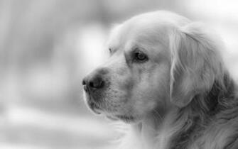 Man S Best Friend Computer Wallpaper Desktop Background