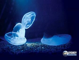 Moon Jellyfish Wallpaper HD Gallery
