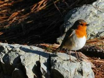 Birds Screensaver Screensavers Search