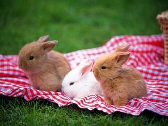 Baby Bunny Wallpaper HD Amazing