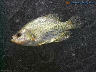 Ice Fishing Wallpaper Pictures