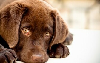 Baby Puppy Dog Wallpaper Background